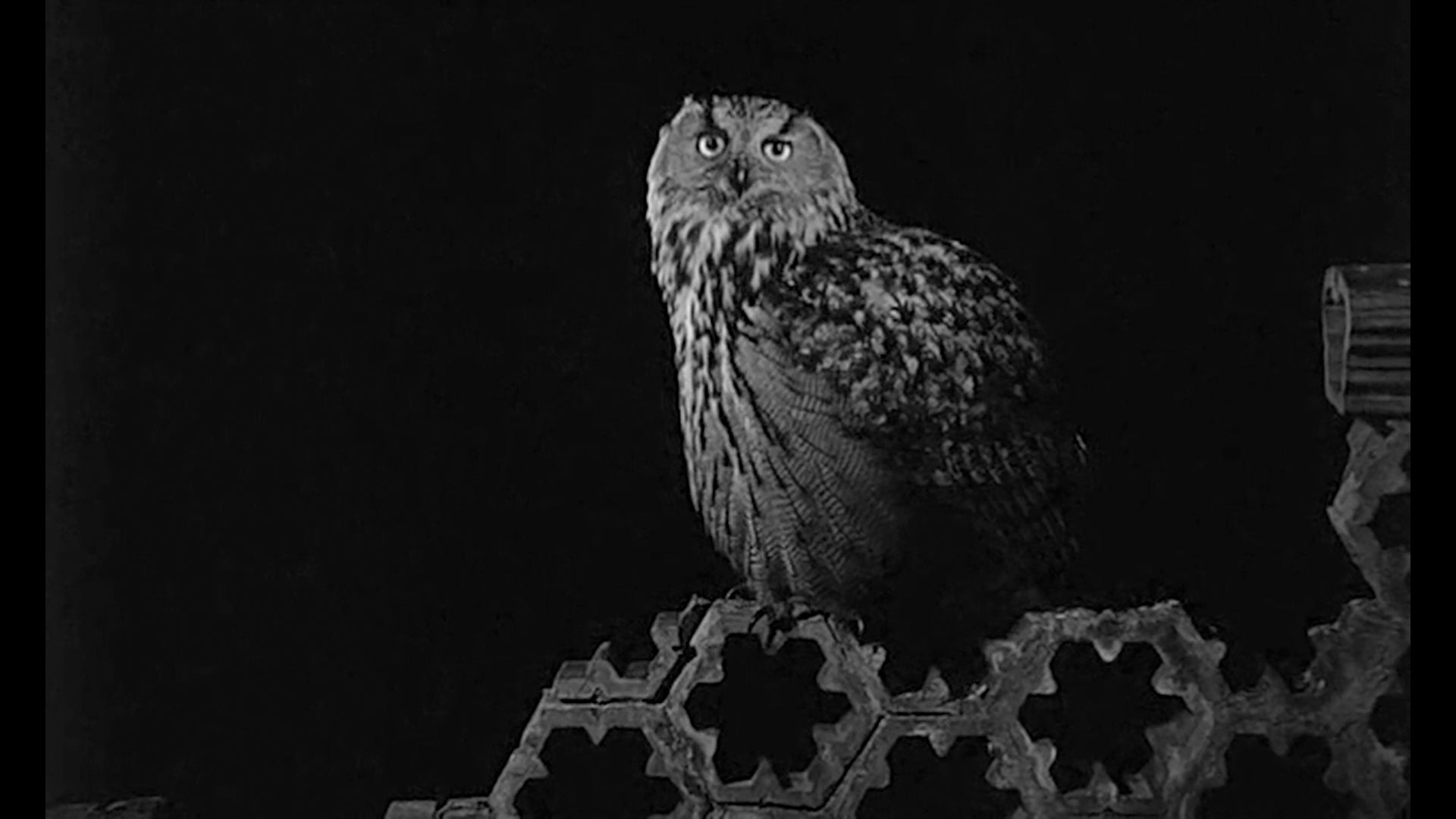 Load video: Dukes of Chutney "The Smiling Cheshire" BIS011