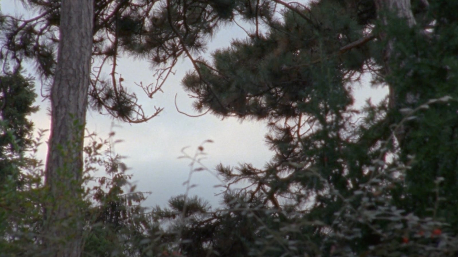 Load video: Pastorale