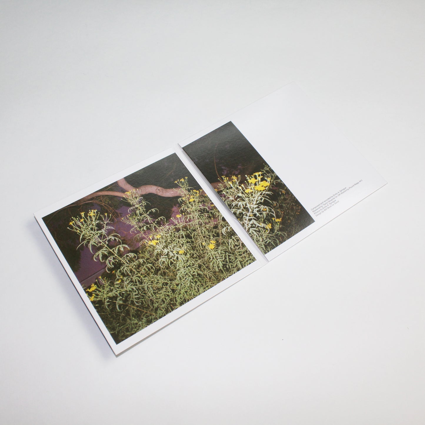 Emily A. Sprague - Hill, Flower, Fog